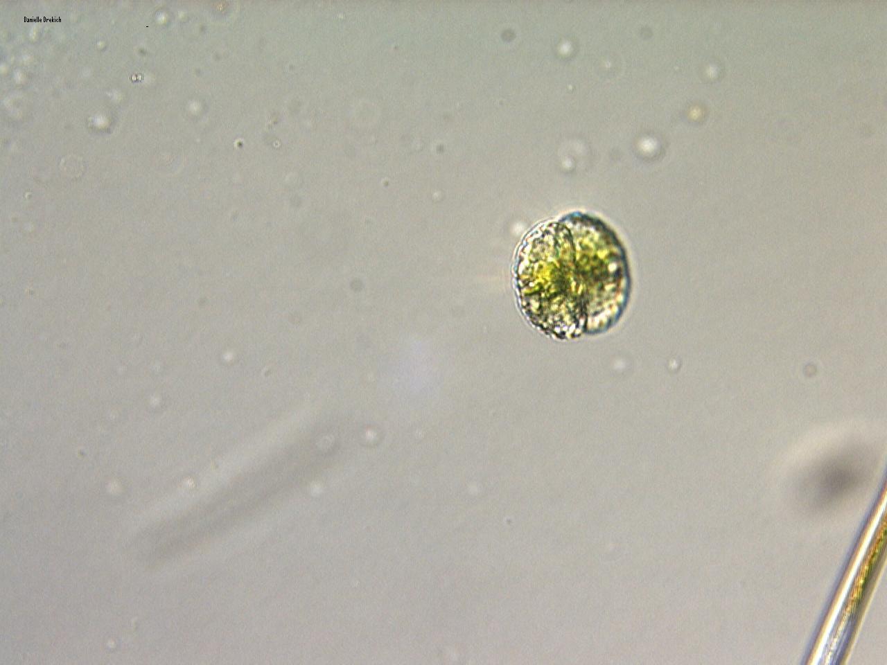Cosmarium